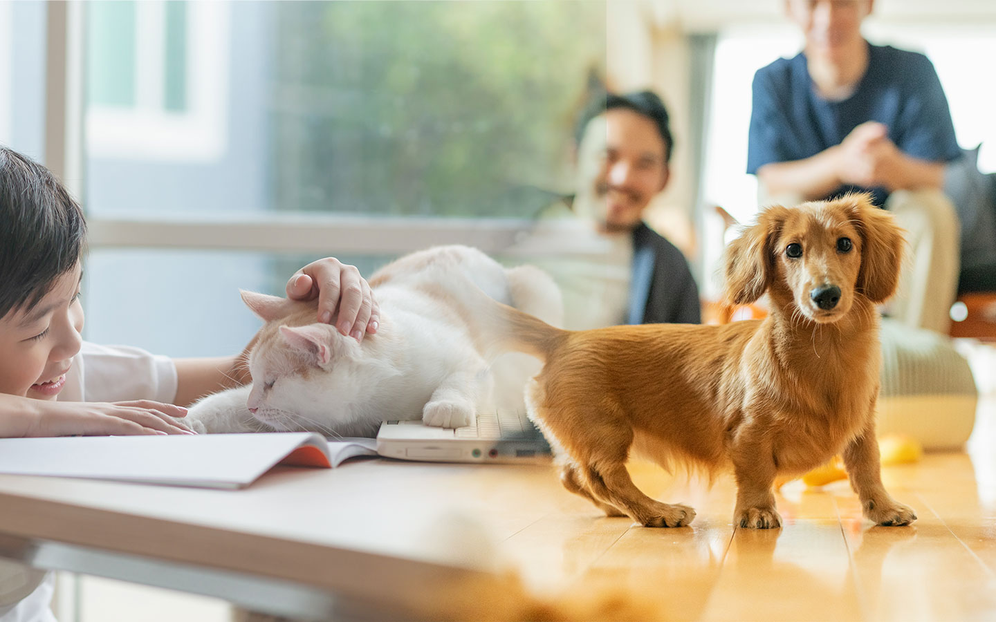 ペットと暮らす家づくり/愛猫・犬種ごと/うちの子との暮らしをご提案